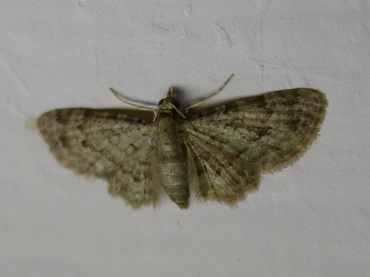 a large moth sits against the white wall