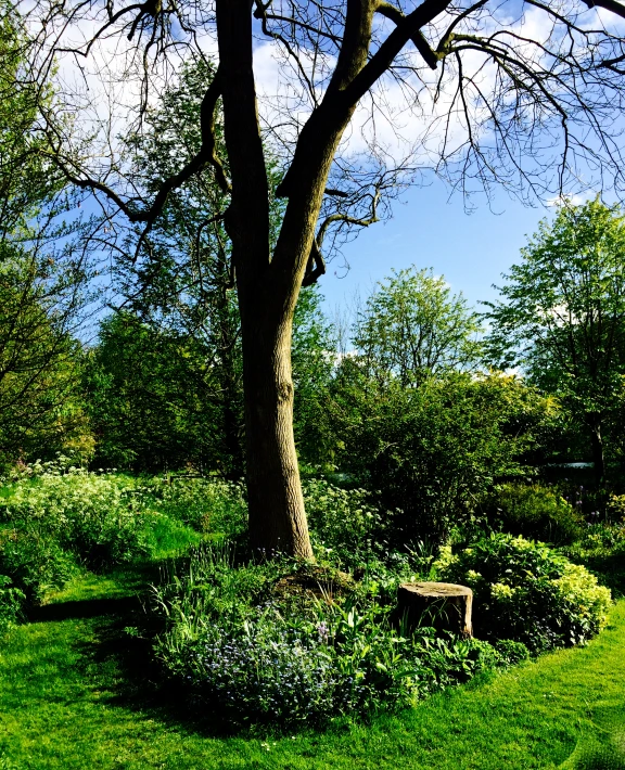 a tree, bench and garden with sunlit grass