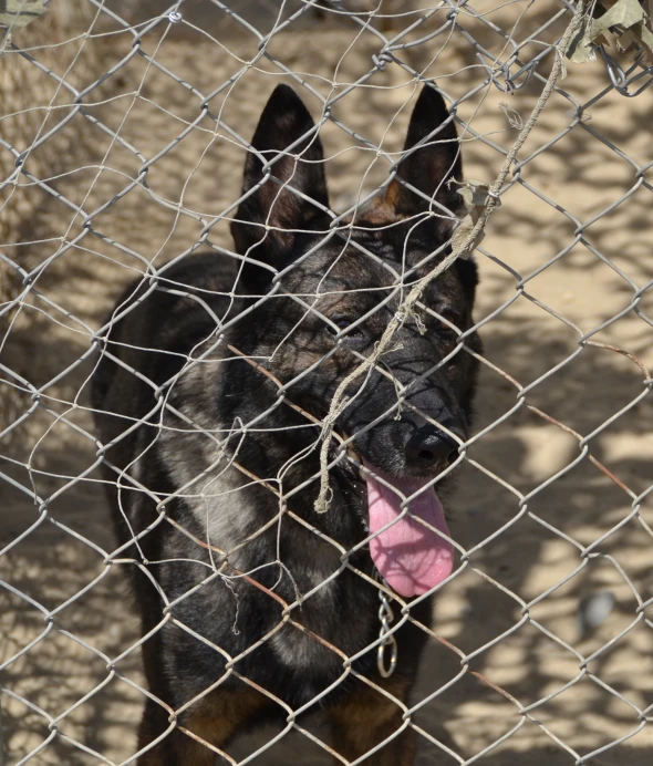 a dog with it's tongue sticking out through a chain link fence