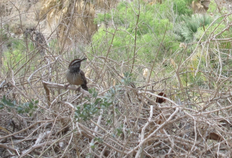 a bird is perched on top of the tree nches