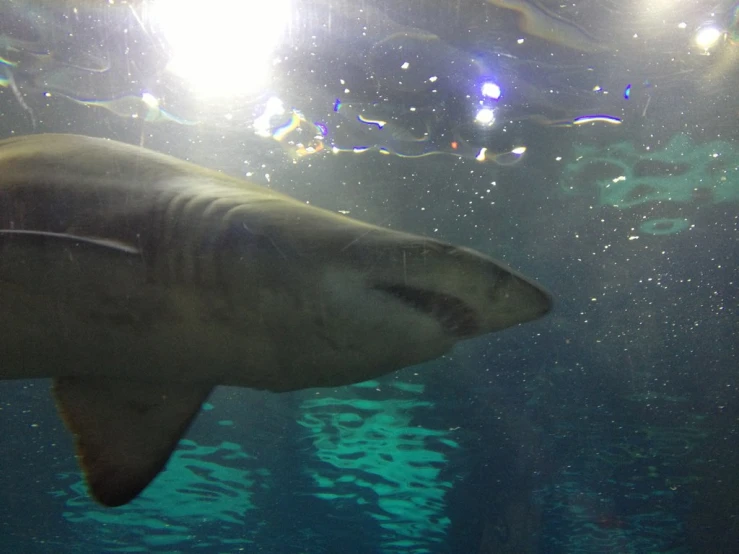 a shark swimming under water in an aquarium