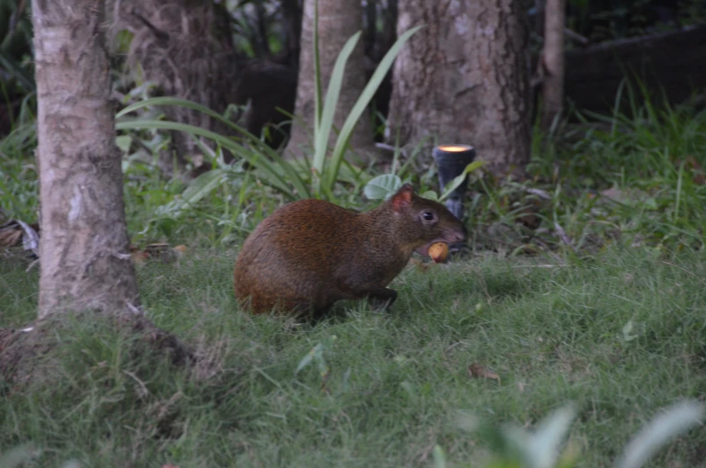 a brown animal walking through a forest filled with trees