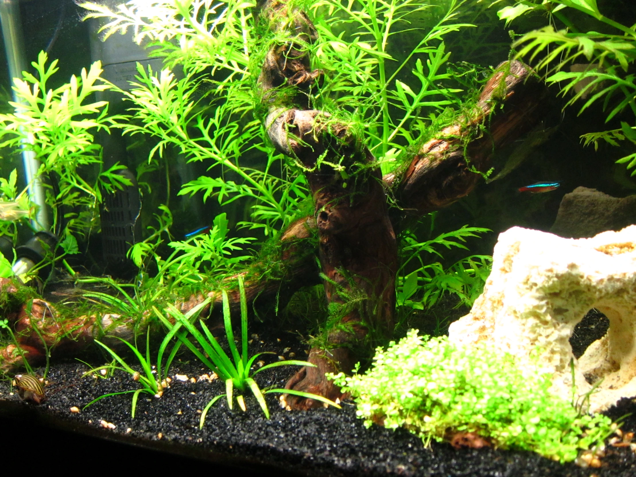 a view of a planted seahorse inside of an aquarium