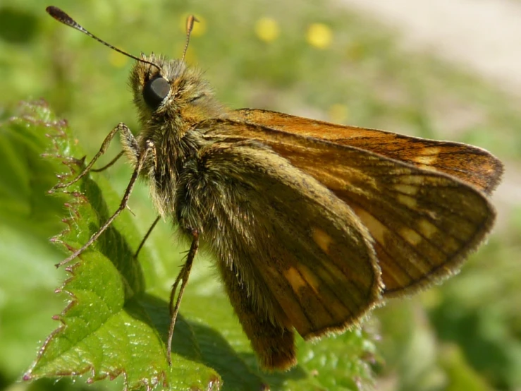 a close up view of a erfly sitting on the green leaves