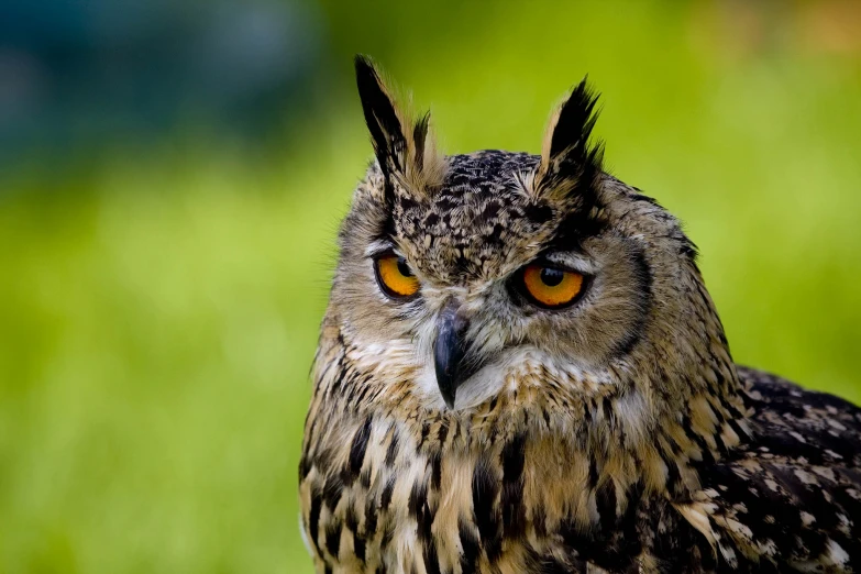 a large owl is standing in the green grass