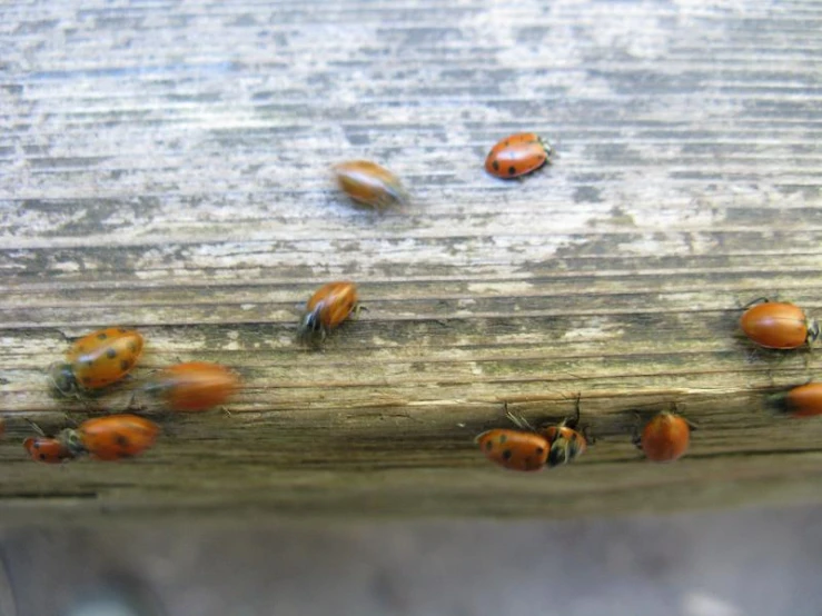 a group of orange ladybugs sitting on top of a wooden floor