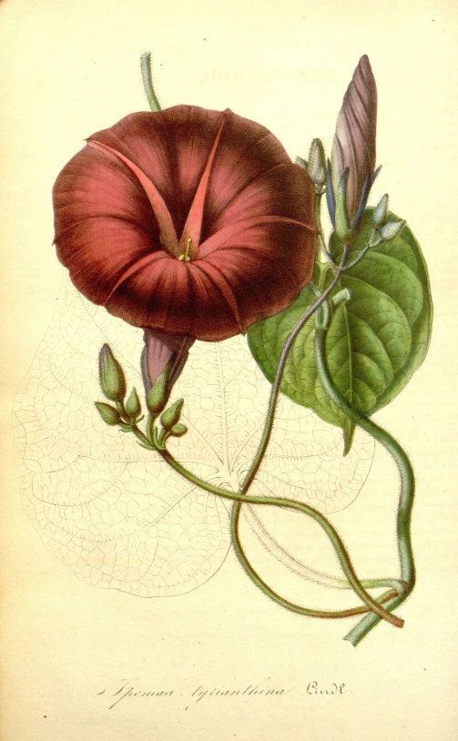 a drawing of a red flower sitting on a leaf