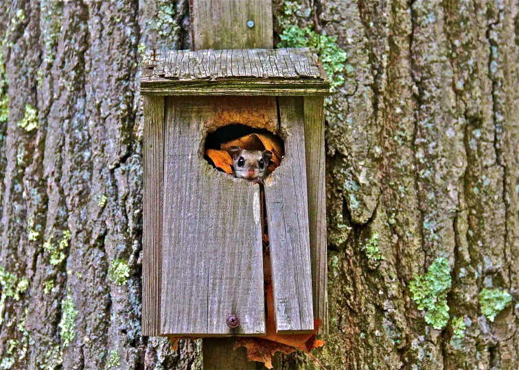 an insect is inside the small bird box attached to a tree