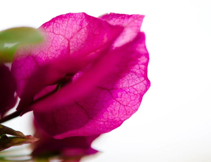 the large pink flower has green leaves and no petals