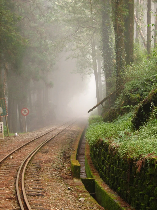 a train track in the middle of a forest