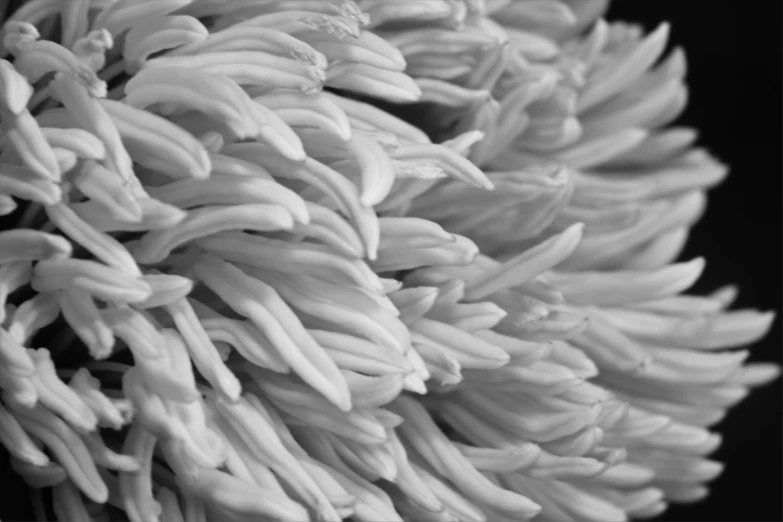 the top view of the flower head is black and white