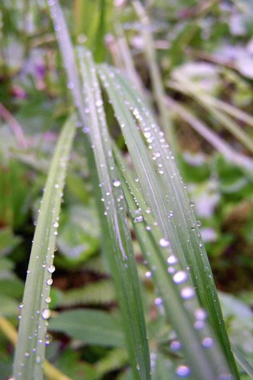 water drops on some green grass