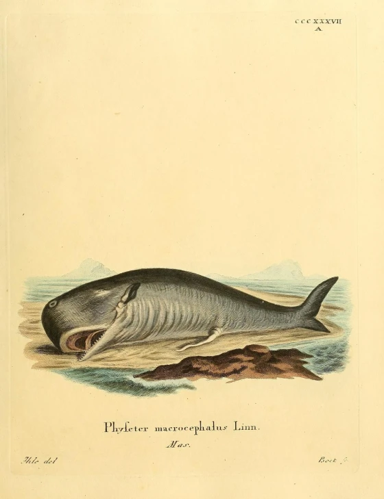 whale illustration on old paper showing it's mouth open