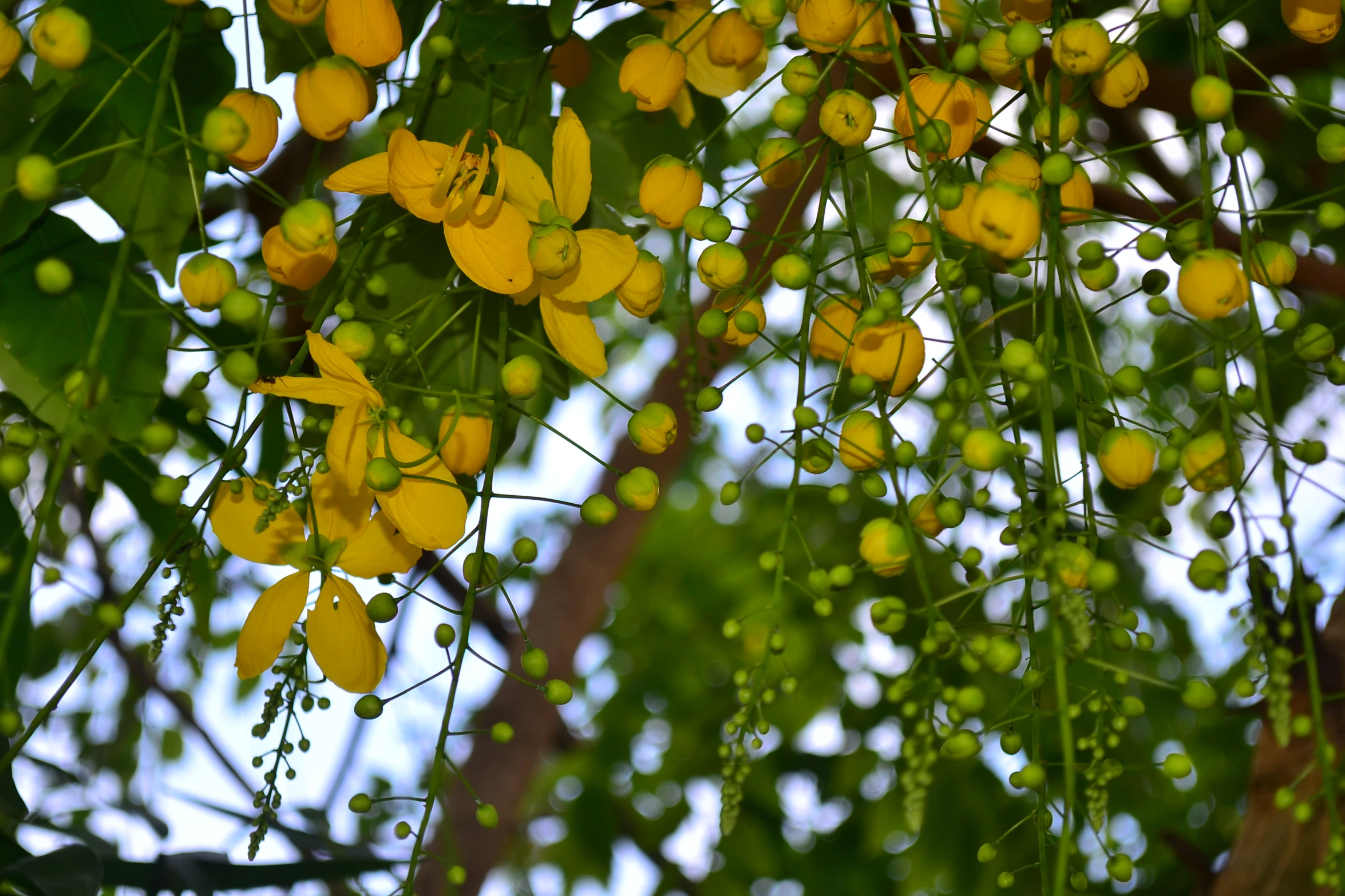 a bunch of yellow flowers hanging from a tree