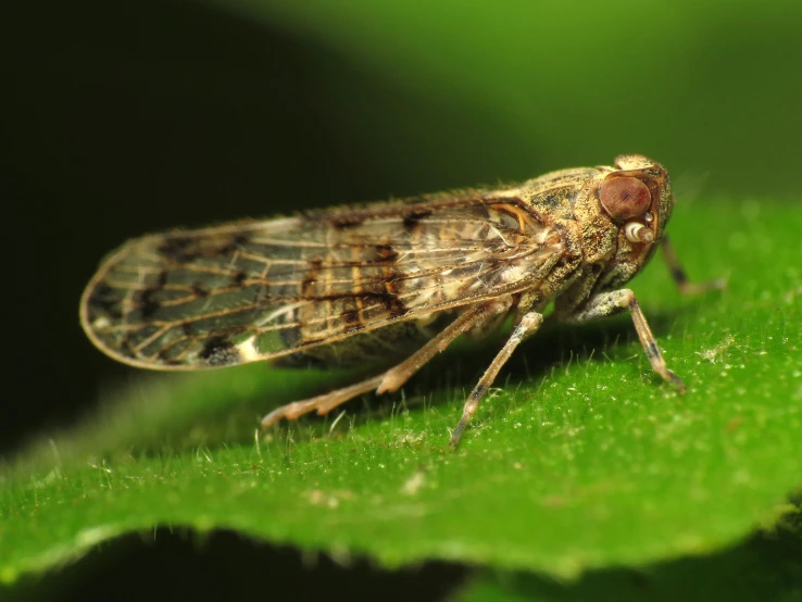 small fly sits on top of the green surface