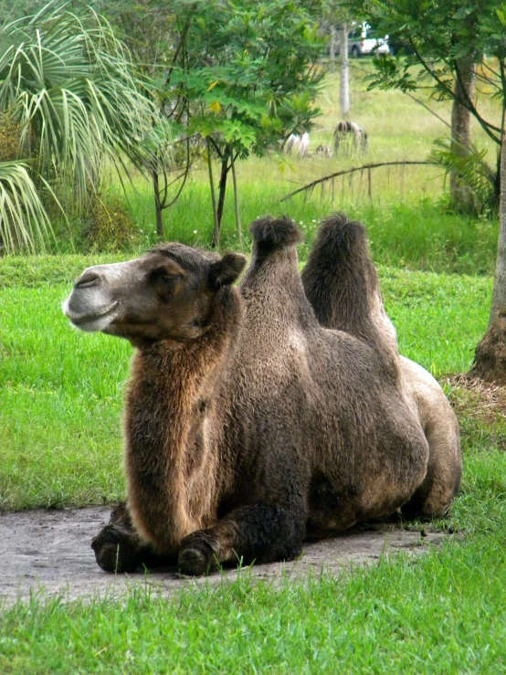 brown bear laying on side near a lush green park