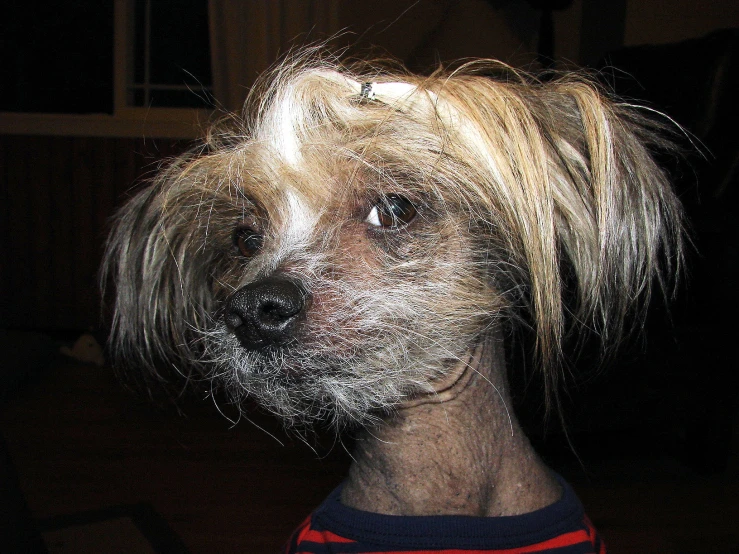 a white dog with long blond hair looking up