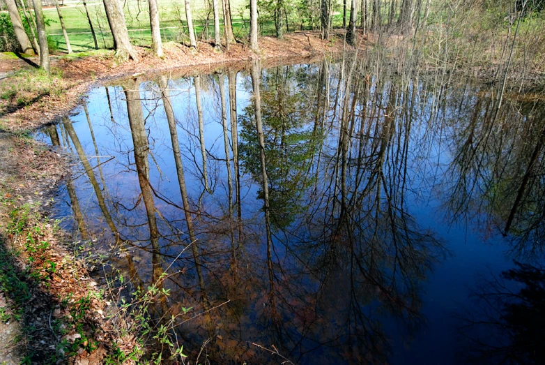 a pond surrounded by bare trees in the woods