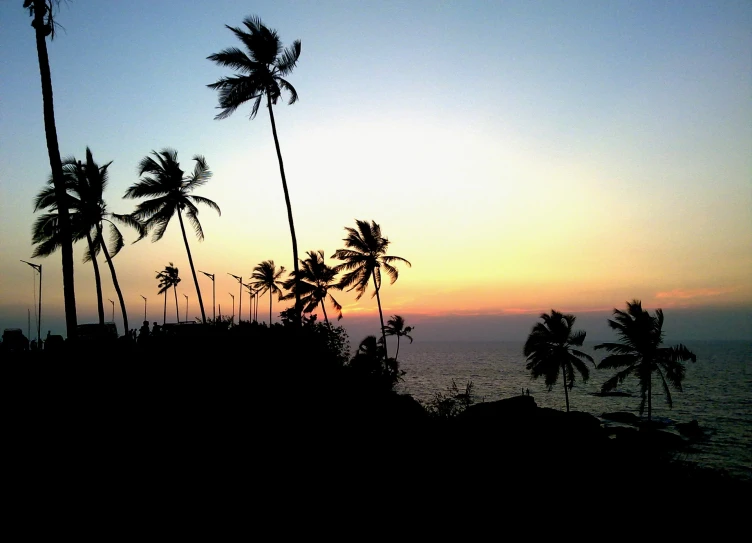 trees blowing in the wind on a beach at sunset