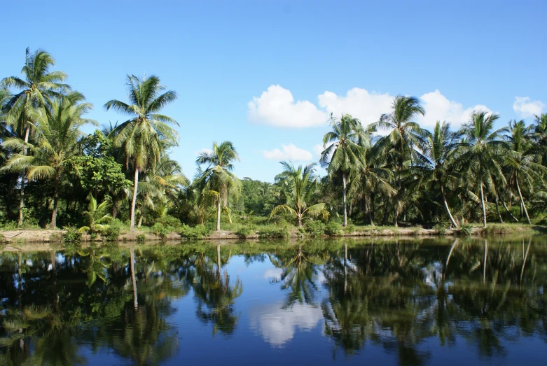 a calm river surrounded by palm trees