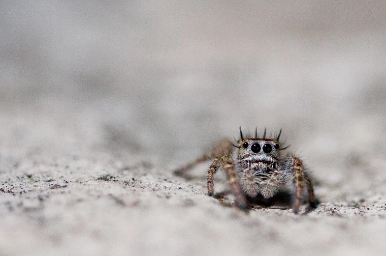 a close up view of a jumping spider