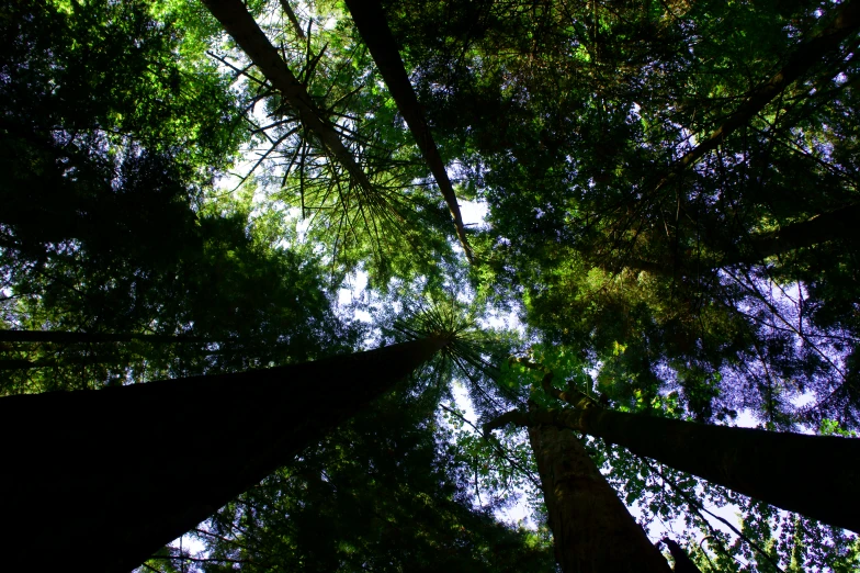 looking up at the trees from ground level