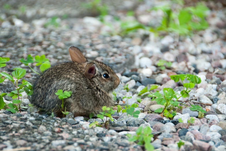 a cute little rabbit sitting on top of rocks