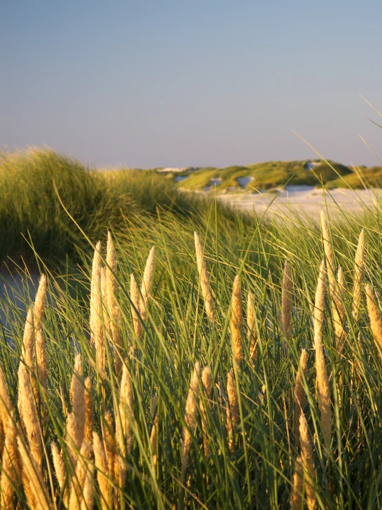 some grasses that are in front of the water