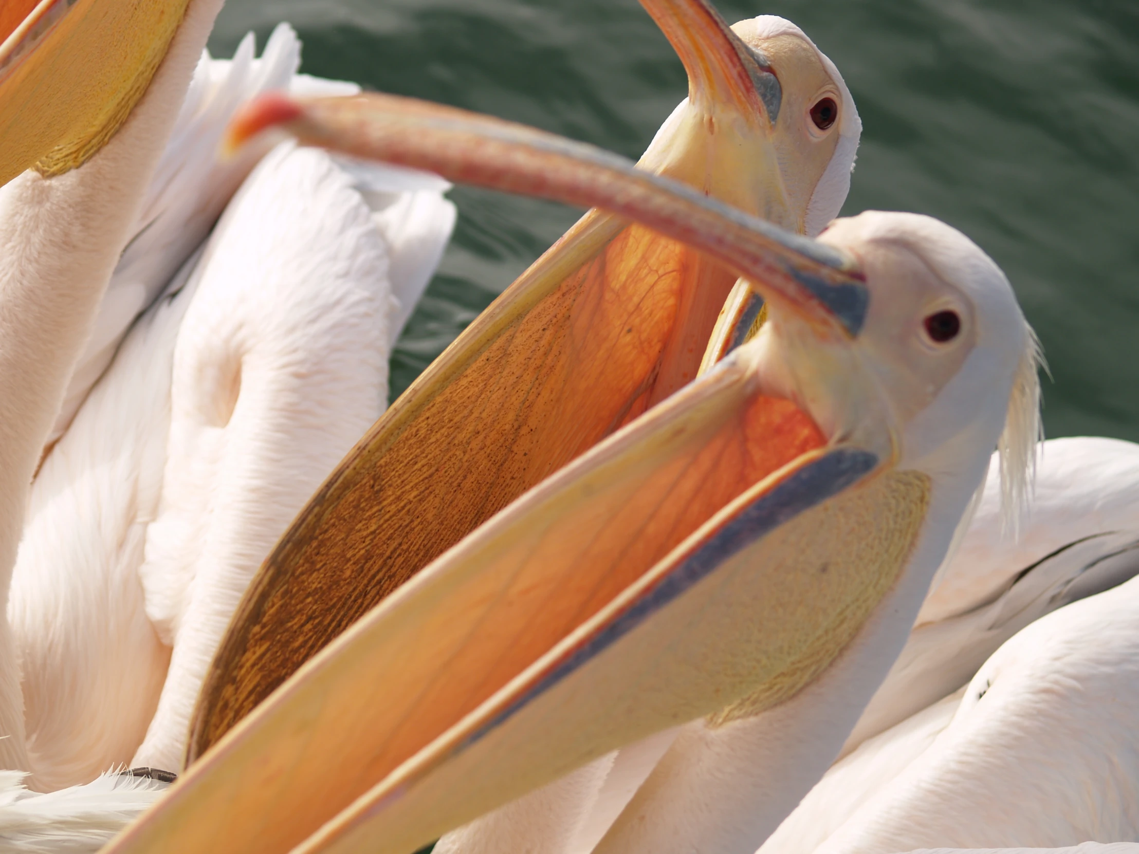 two pelicans with large beaks looking around near each other