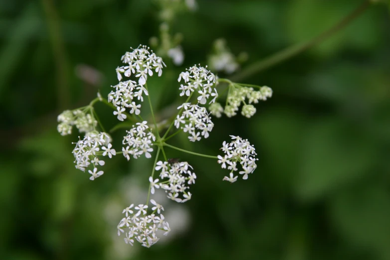 an image of some white flowers on a tree