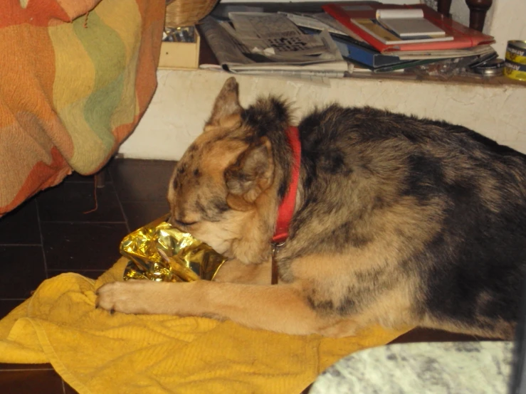 a dog with a red collar laying on a yellow towel