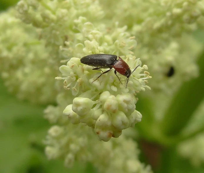 a bug sits on the middle of some white flowers