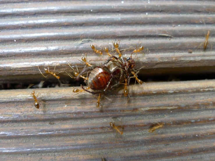 a brown bug with a long body standing on the top of a piece of wood