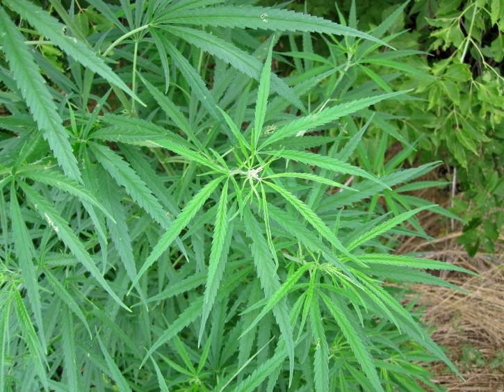 an image of green plants in the grass