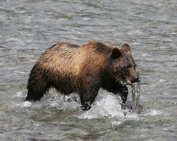 a large brown bear is fishing with a fish