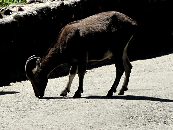 one animal eating grass while another walks on the pavement