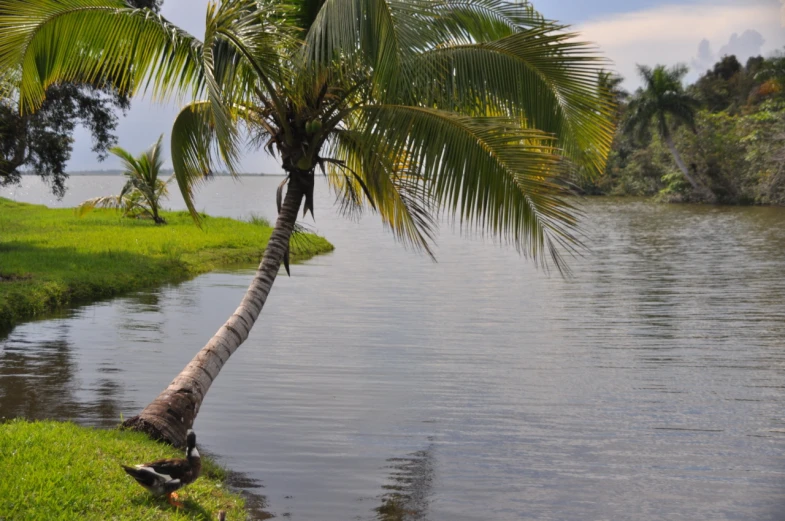 a lone palm tree leaning over the edge of the water