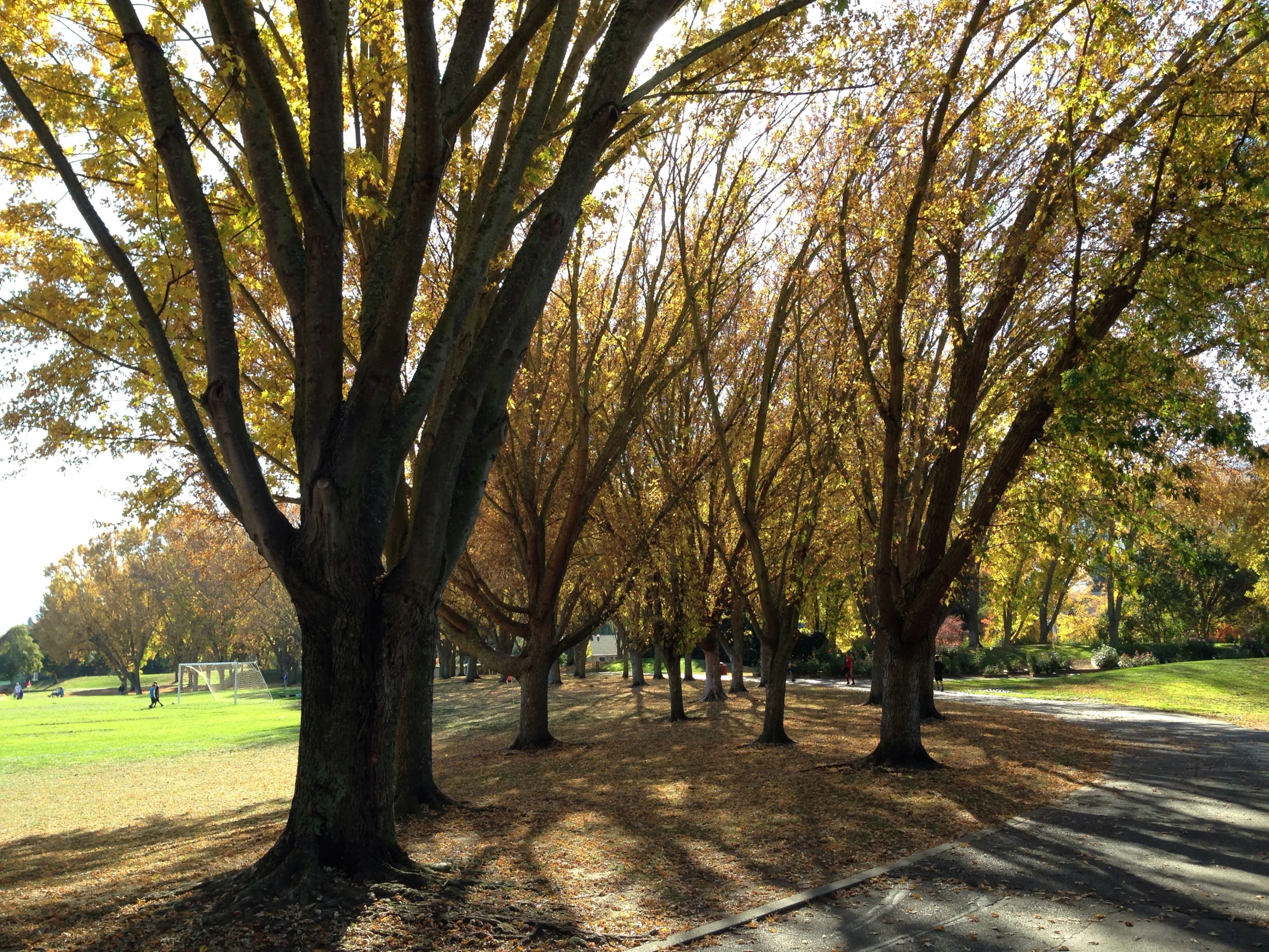 autumn foliage and trees in park with shadows