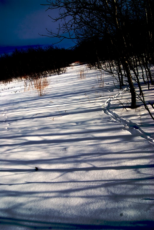 the trees along the side of a hill that is covered in snow