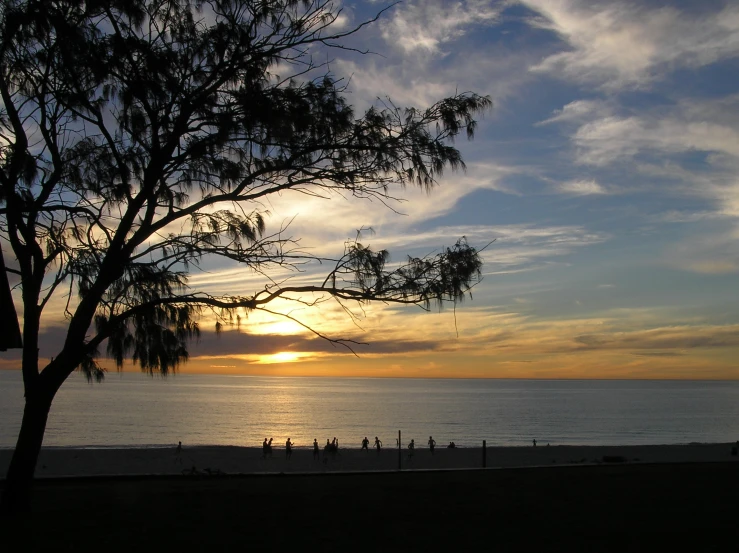 some people standing in front of the water and a tree