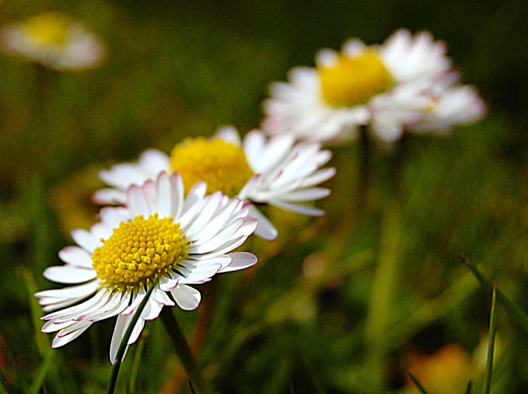 four daisies in the grass near each other