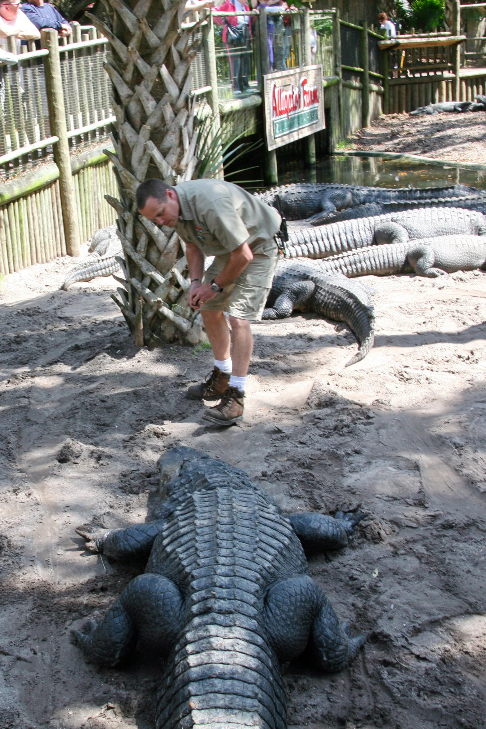 a man standing near a large alligator sitting on the ground