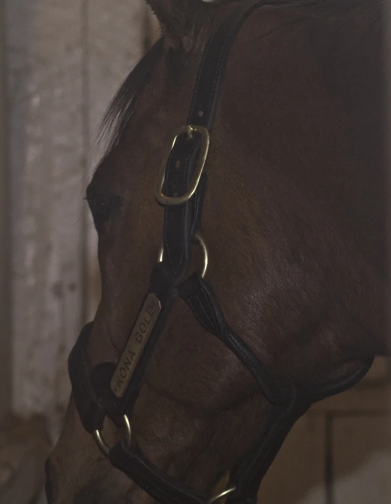 there is a horse that has a bridle on it
