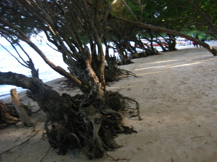 a large bush with lots of bare nches