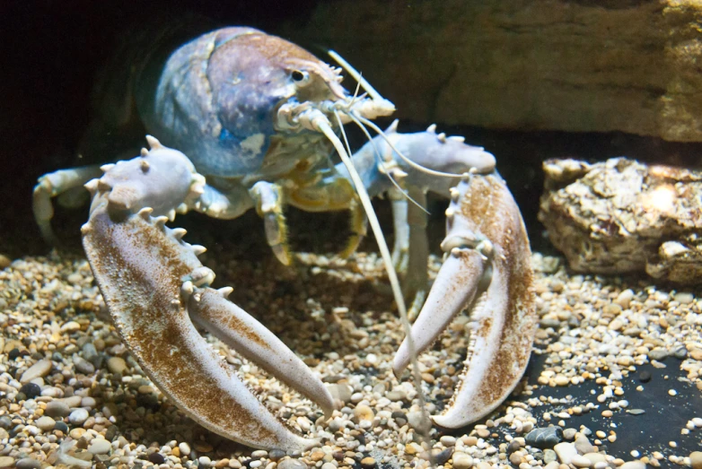 a blue crab with very small tentacles, is walking around
