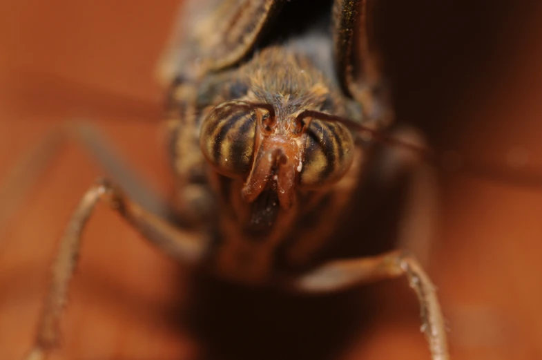 close up of the head and antennae of an insect
