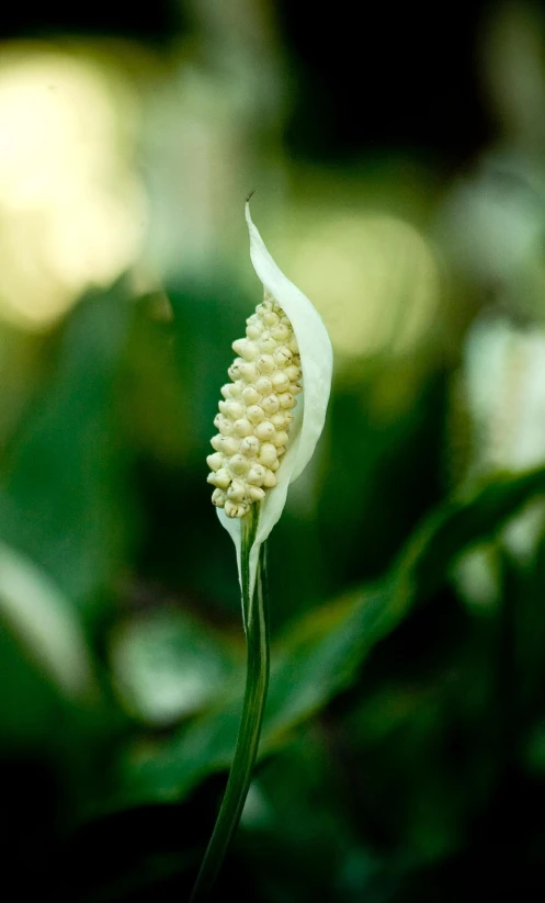 a plant with some small flowers growing on it