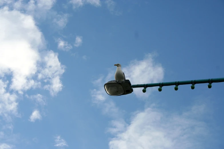 a pigeon is perched atop a street light