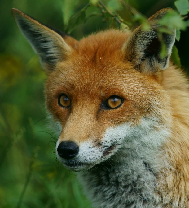 a very cute looking fox with very large eyes