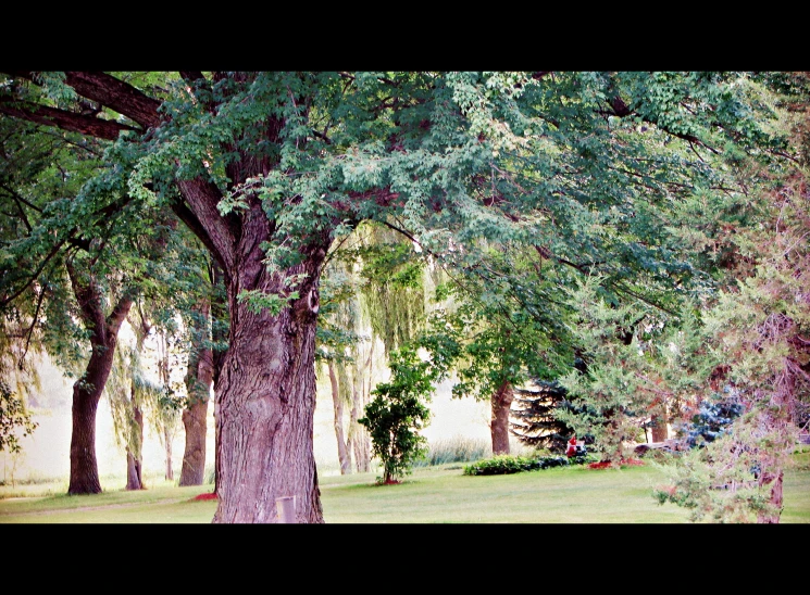 a group of benches sitting under a leafy tree